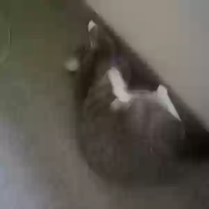/images/pets/original/2147566_55104_IMG_0003[2].webp